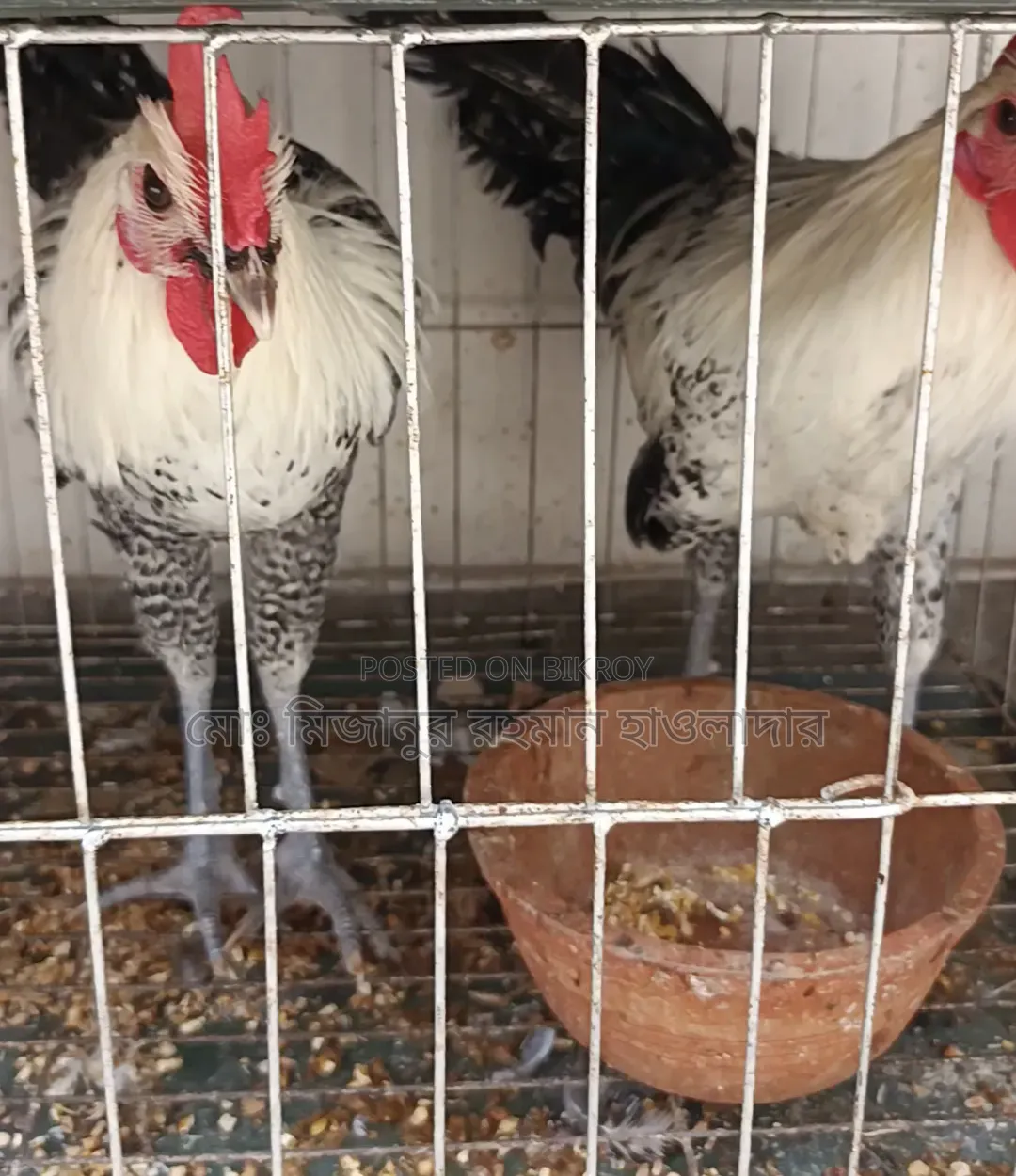 Turkey Chicken