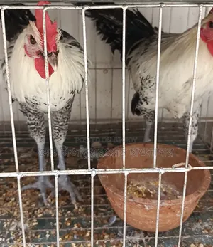 Turkey Chicken