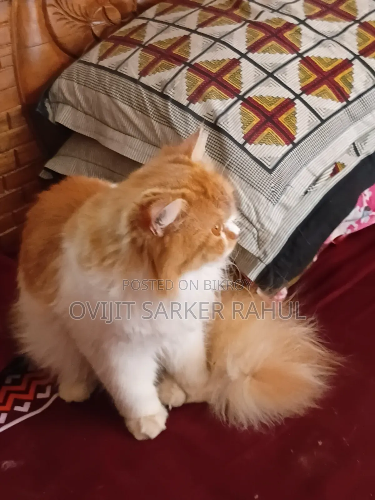 6-12 Months Male Purebred Persian