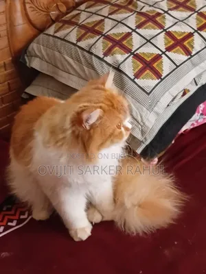 6-12 Months Male Purebred Persian