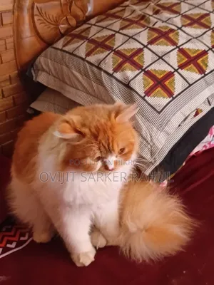 6-12 Months Male Purebred Persian