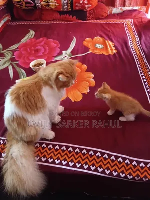 6-12 Months Male Purebred Persian