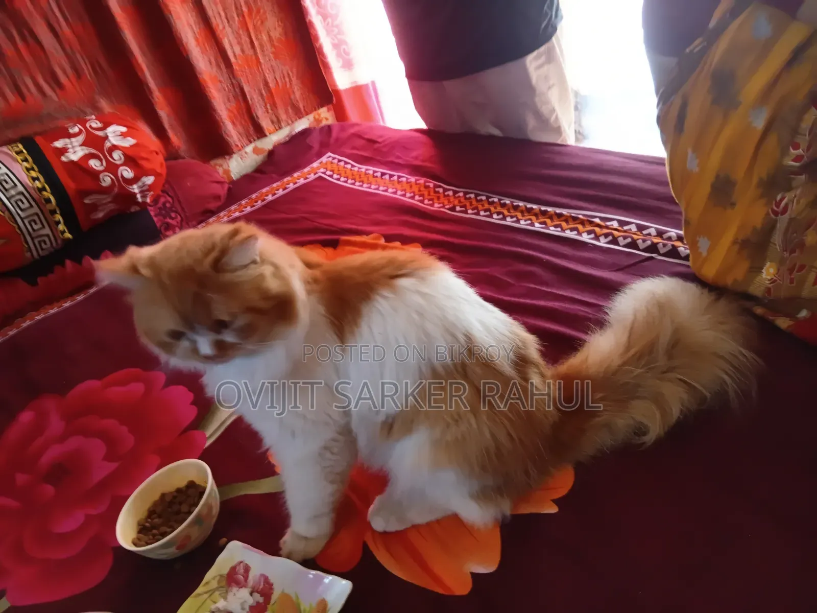 6-12 Months Male Purebred Persian