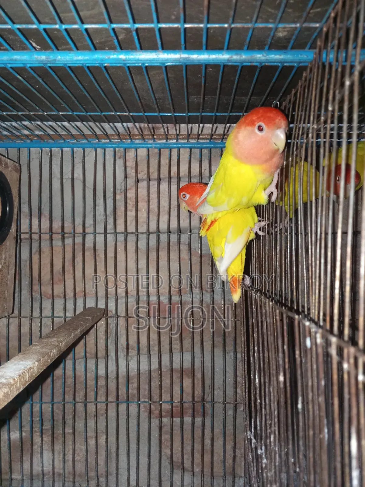 Sell some Lovebirds