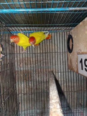 Sell some Lovebirds