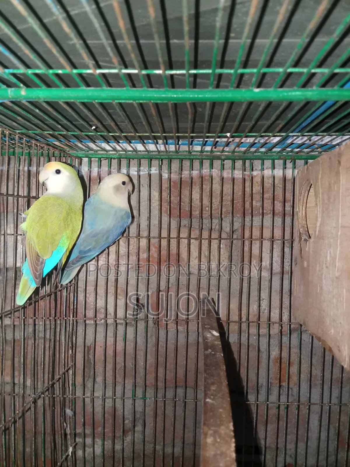 Sell some Lovebirds