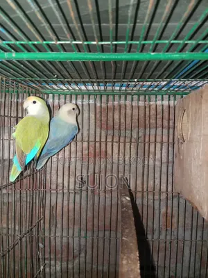 Sell some Lovebirds