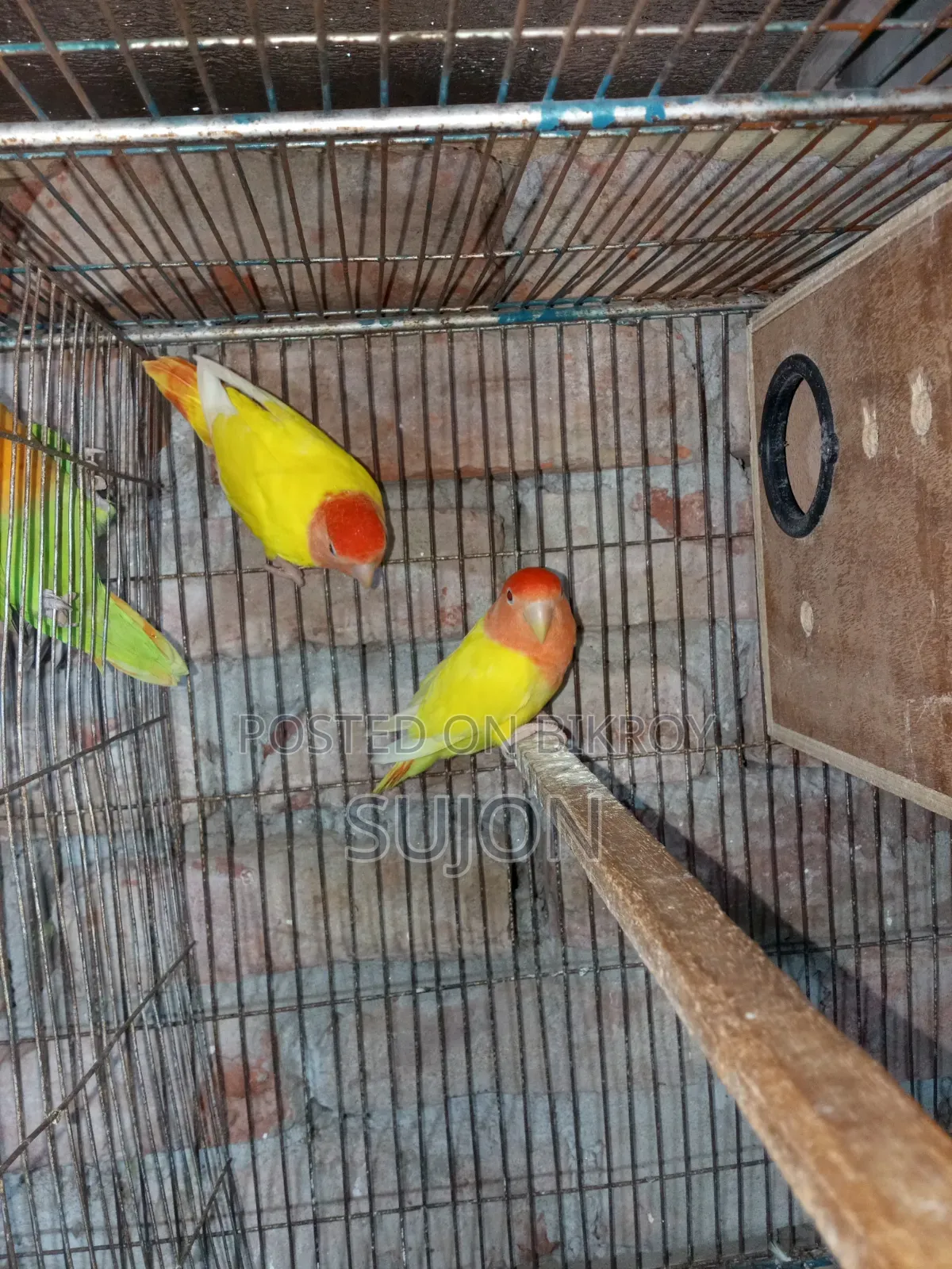 Sell some Lovebirds