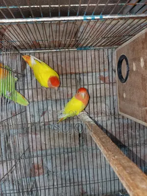Sell some Lovebirds