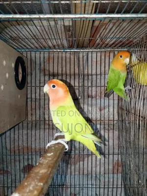 Sell some Lovebirds