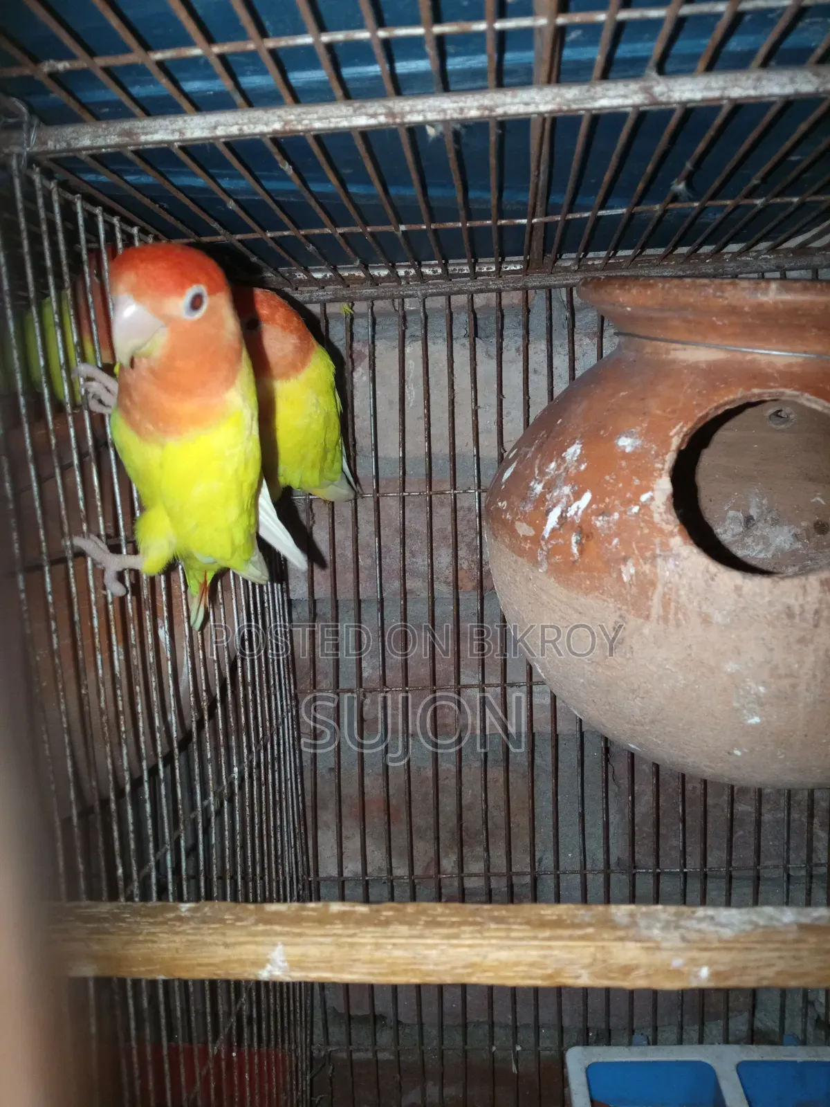 Sell some Lovebirds