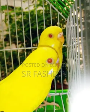 Adult Lutino Red Eye Budgie