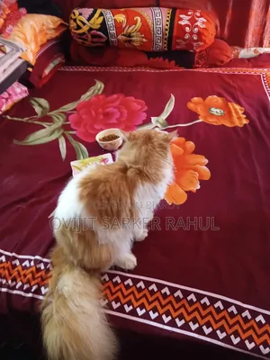 6-12 Months Male Purebred Persian