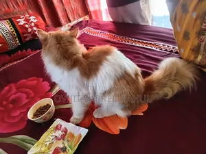 6-12 Months Male Purebred Persian