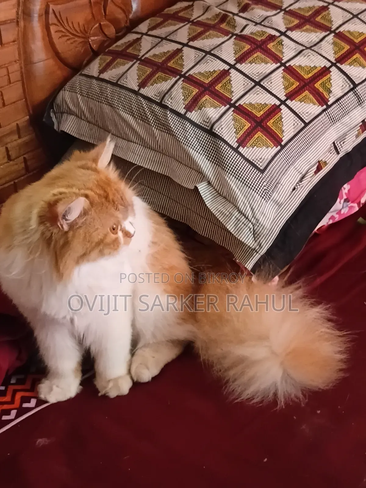 6-12 Months Male Purebred Persian