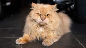 6-12 Months Male Purebred Persian Cat