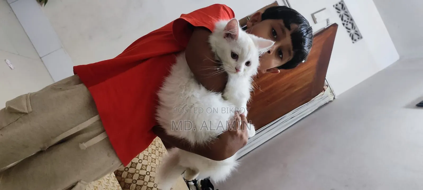 3-6 Months Male Purebred Cat