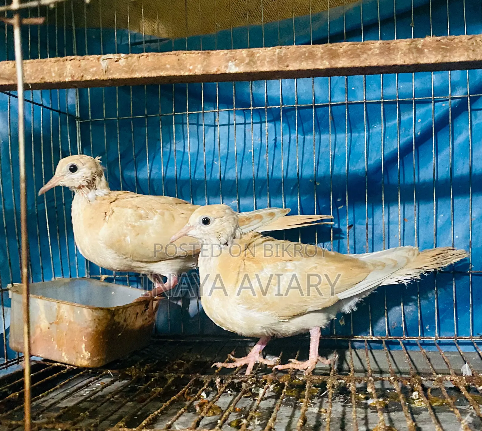 Spangle Dove Pair