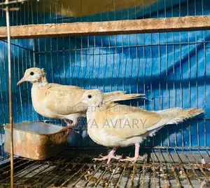 Spangle Dove Pair