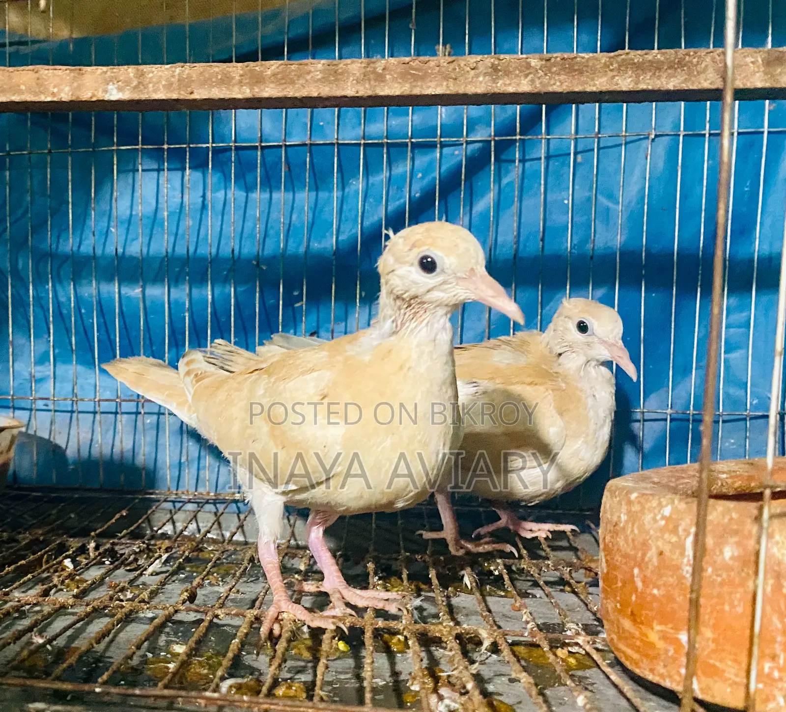Spangle Dove Pair