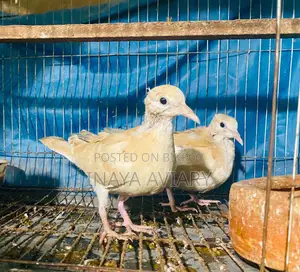 Spangle Dove Pair