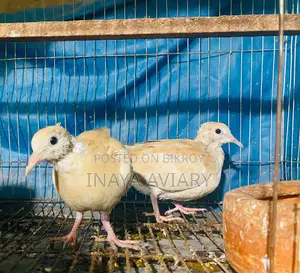 Spangle Dove Pair