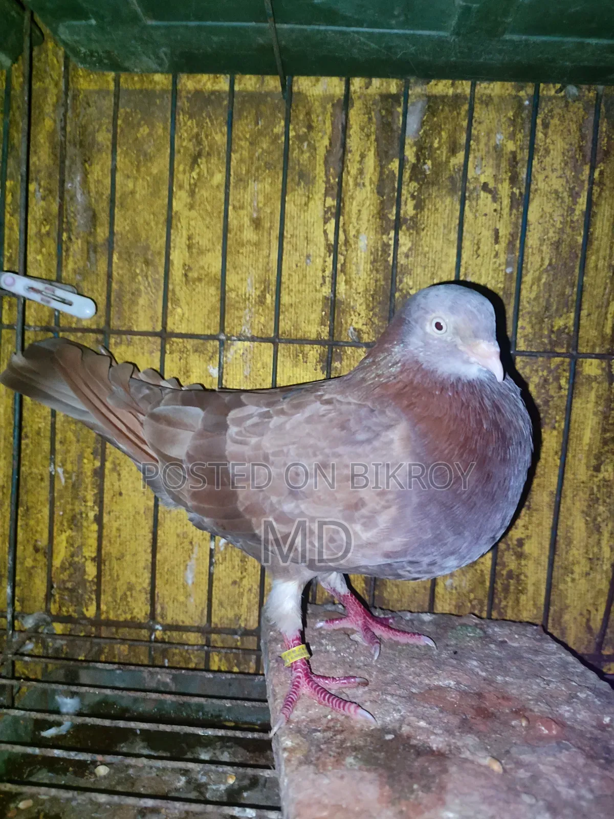Some pigeons for sale
