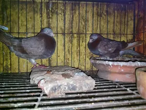 Some pigeons for sale