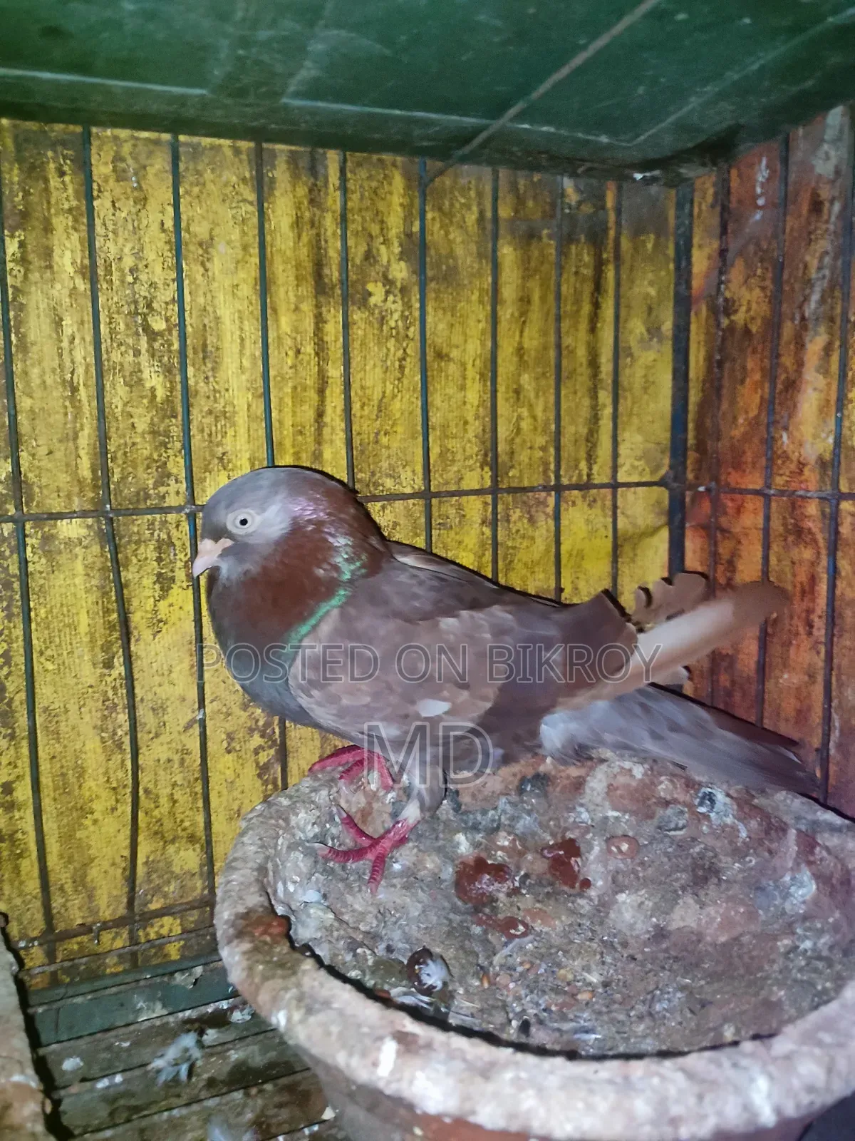 Some pigeons for sale