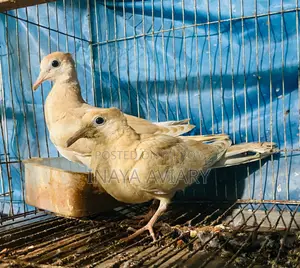 Red Chital Dove