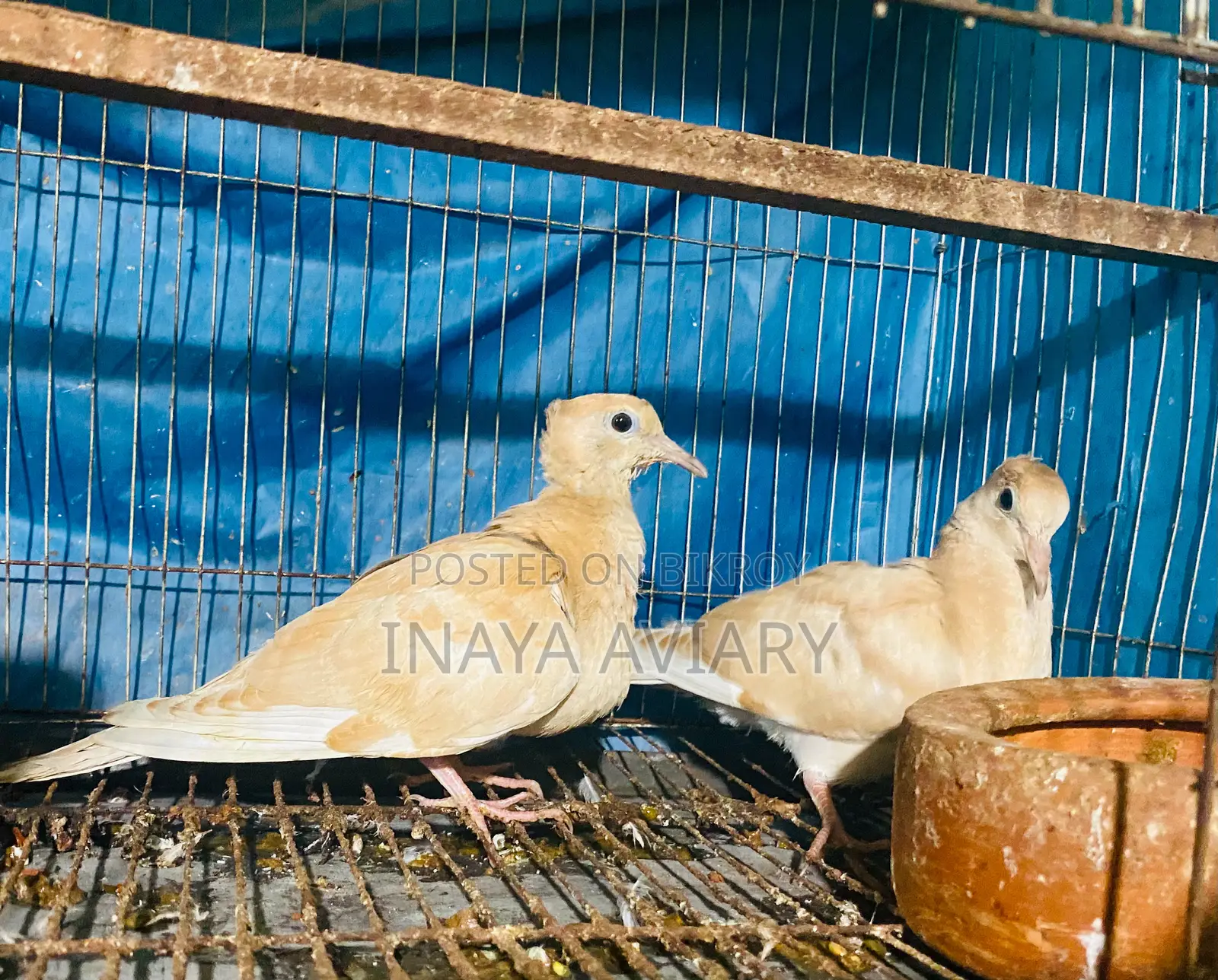 Red Chital Dove