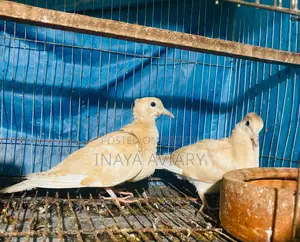 Red Chital Dove