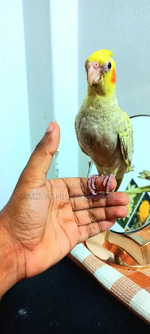 ফুল টেম করা ককাটেল বিক্রি