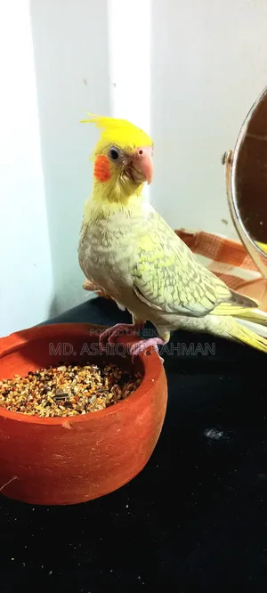 ফুল টেম করা ককাটেল বিক্রি