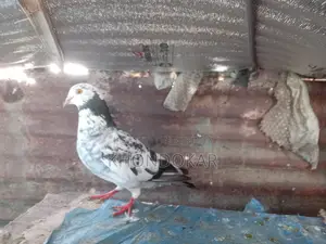Grizzle Racing Male