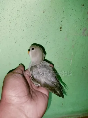 লাভ বাডএকটি বাচ্চা আছে কমে সেল করবো