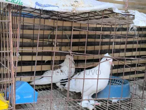 Running Pair, inbox if you want, Mashallah healthy pigeons