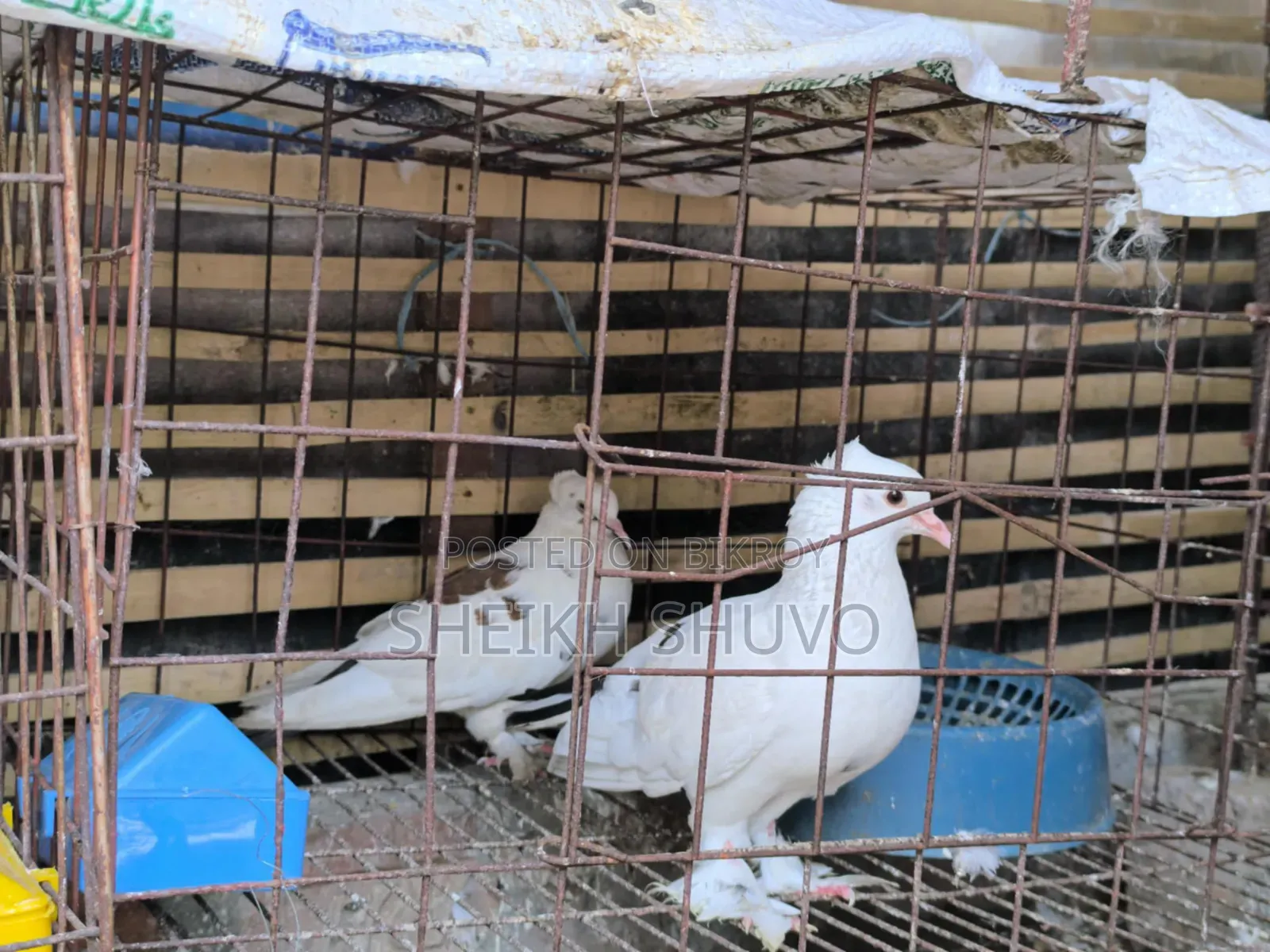 Running Pair, inbox if you want, Mashallah healthy pigeons