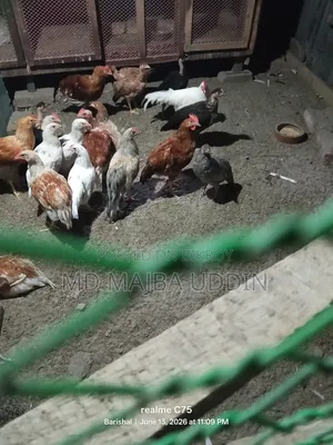 Chicken for sale