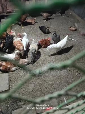 Chicken for sale
