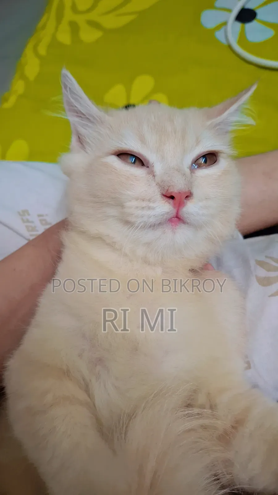 3-6 Months Male Purebred Persian