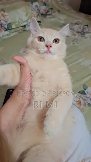 3-6 Months Male Purebred Persian