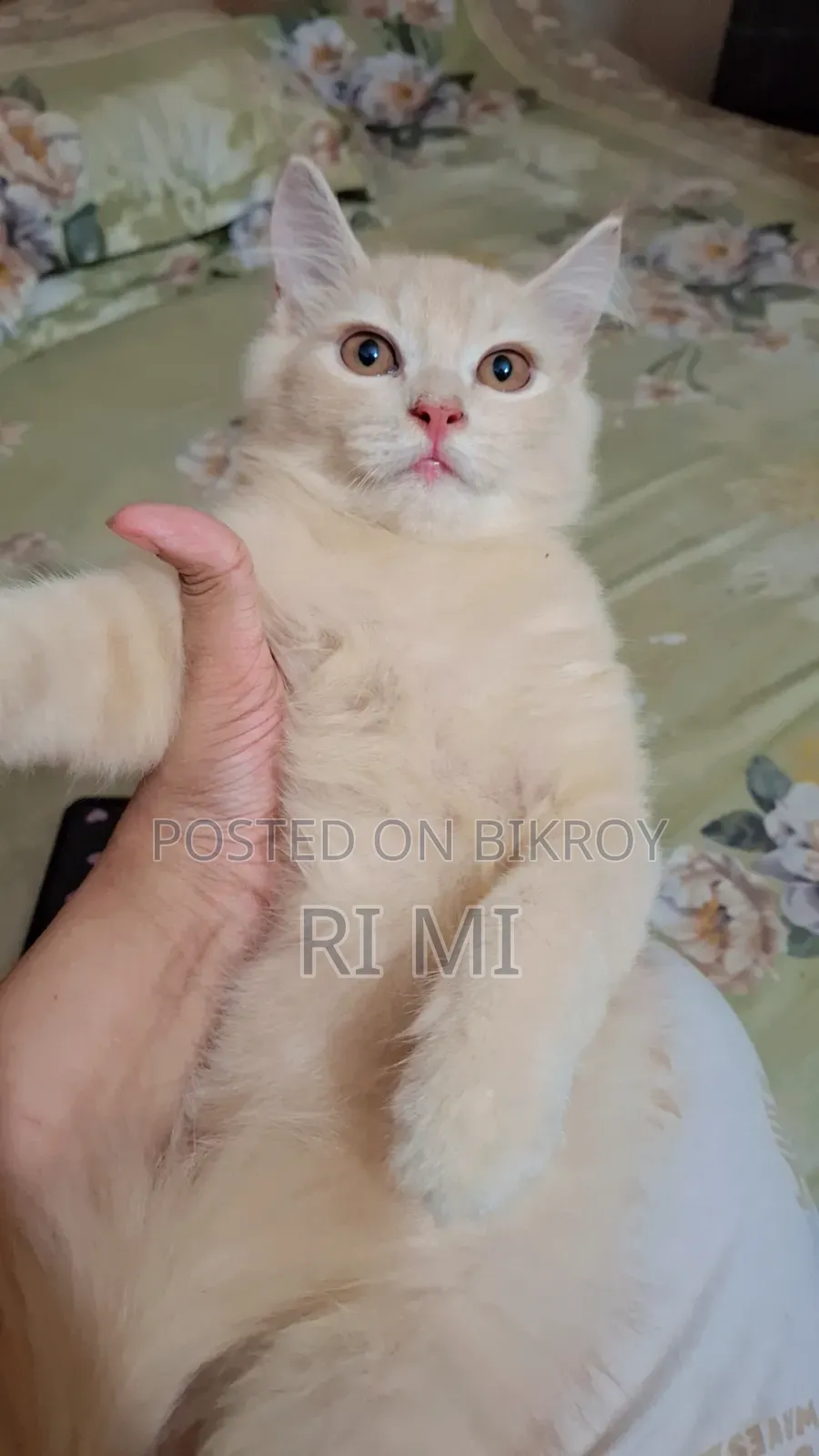 3-6 Months Male Purebred Persian