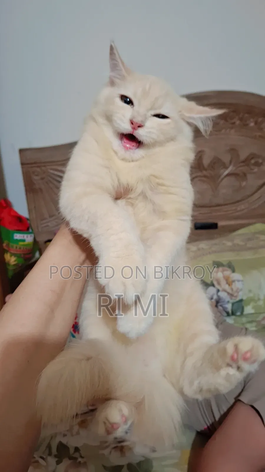 3-6 Months Male Purebred Persian