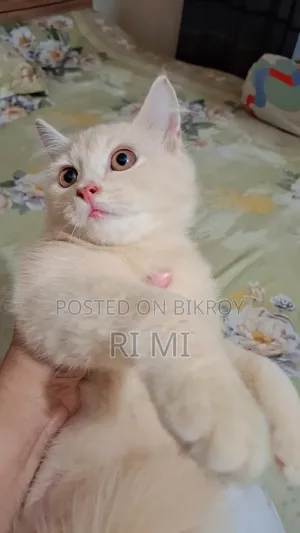 3-6 Months Male Purebred Persian