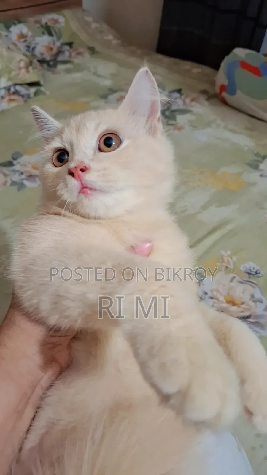 3-6 Months Male Purebred Persian