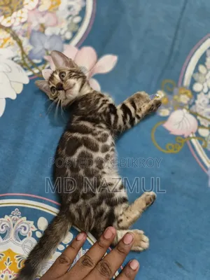 ১-৩ মান্থস মেল পিওরব্রেড বেঙ্গল