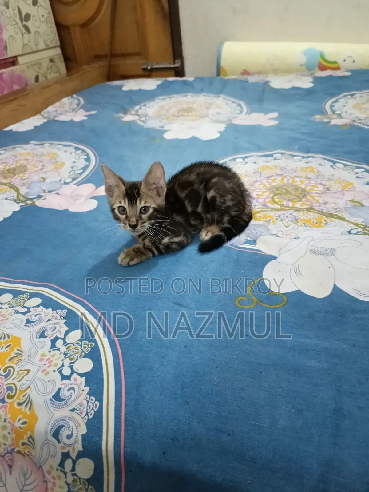 1-3 Months Male Purebred Bengal