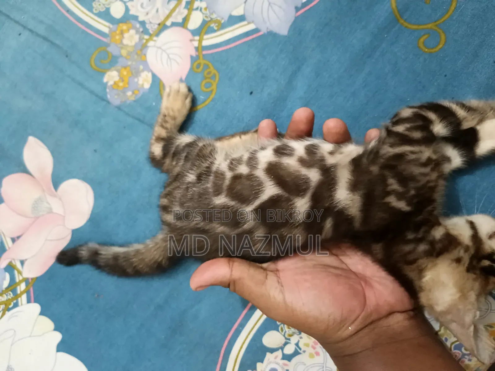 1-3 Months Male Purebred Bengal