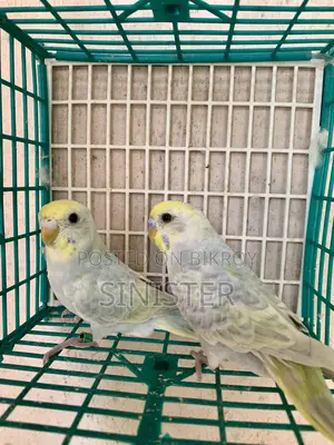 Budgie Pair